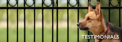 canine caravan dog walking ottawa