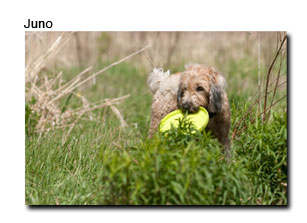 canine caravan dog walking ottawa