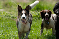 canine caravan dog walking ottawa