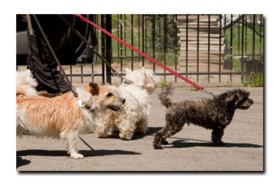 canine caravan dog walking ottawa